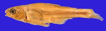 Media type: image; Ichthyology 31562